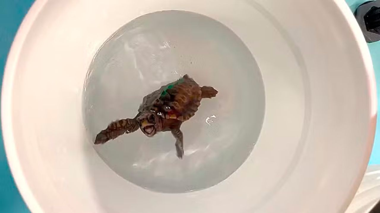 Espécie de tartaruga é capaz de sentir o mapa magnético da Terra, aponta estudo