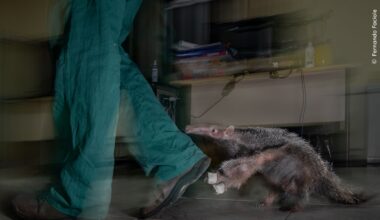 Filhote de tamanduá-bandeira segue cuidador em abrigo em Minas Gerais/Brasil. A imagem venceu o Prêmio Impacto do concurso de fotografia de vida selvagem
