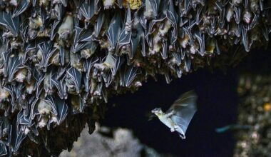 Cientistas descobrem novo coronavírus em morcegos brasileiros