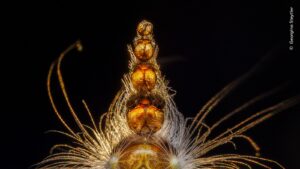 Detalhe de um lagarta foi a foto vencedora da categoria Comportamento Invertebrados do prêmio de fotografia de vida selvagem