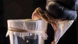 A coleta do veneno de uma cascavel foi a fotografia premiada na categoria Prêmio de história fotojornalística do concurso do Museu de História Natural de Londres