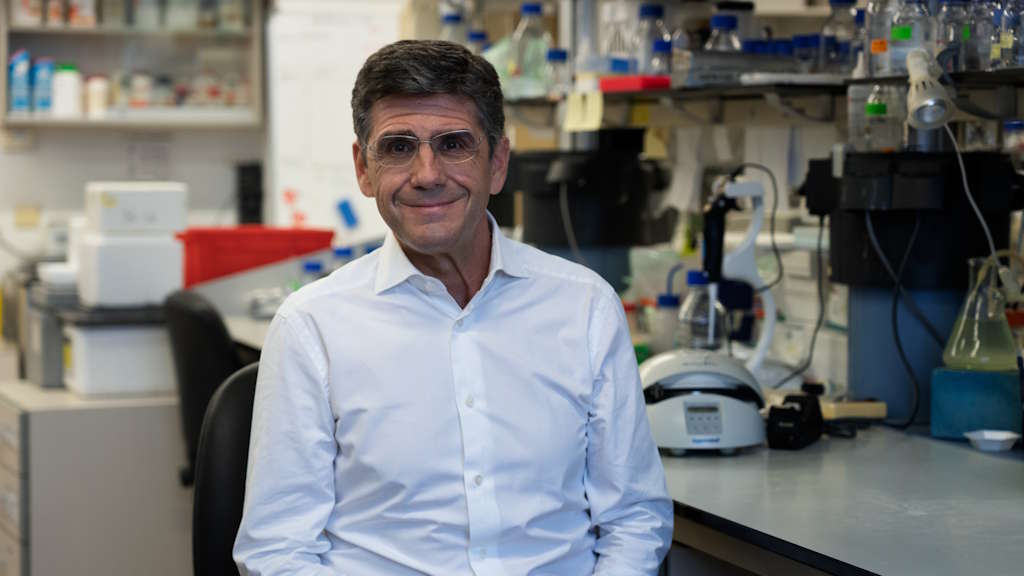 Investigação portuguesa distinguida com 1,75 milhões para estudar impulsividade, cancro e envelhecimento