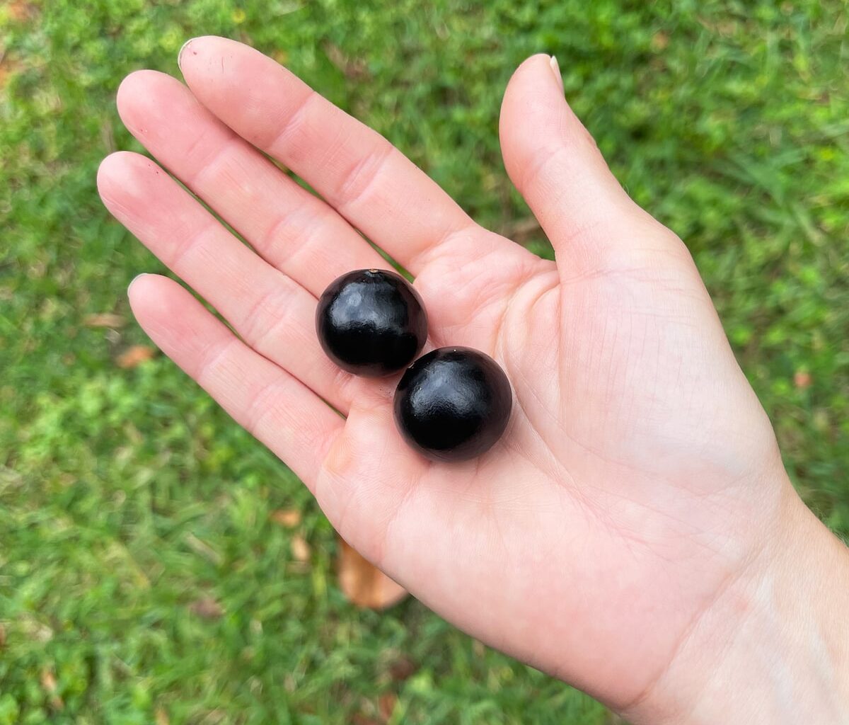 Por que a casca da jabuticaba é tão poderosa? Conheça benefícios - Estadão
