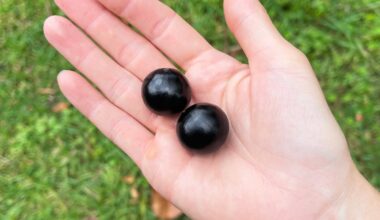 Por que a casca da jabuticaba é tão poderosa? Conheça benefícios - Estadão