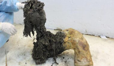 Cientistas sequenciam o RNA mais antigo do mundo a partir de um mamute-lanoso