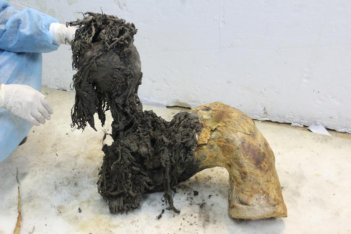 Cientistas sequenciam o RNA mais antigo do mundo a partir de um mamute-lanoso