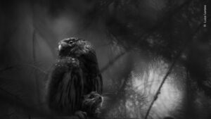 O vencedor da categoria Estrelas em Ascensão retratou uma coruja cuidando dos filhotes