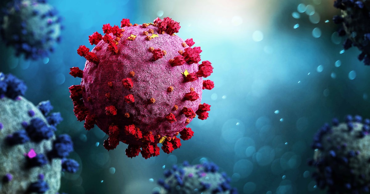 Cientistas descobrem novo coronavírus em morcegos brasileiros com traço similar ao vírus da covid