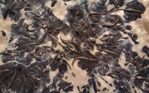 Jacarés presos na lama no Pantanal recebeu menção honrosa no concurso de fotografia de natureza