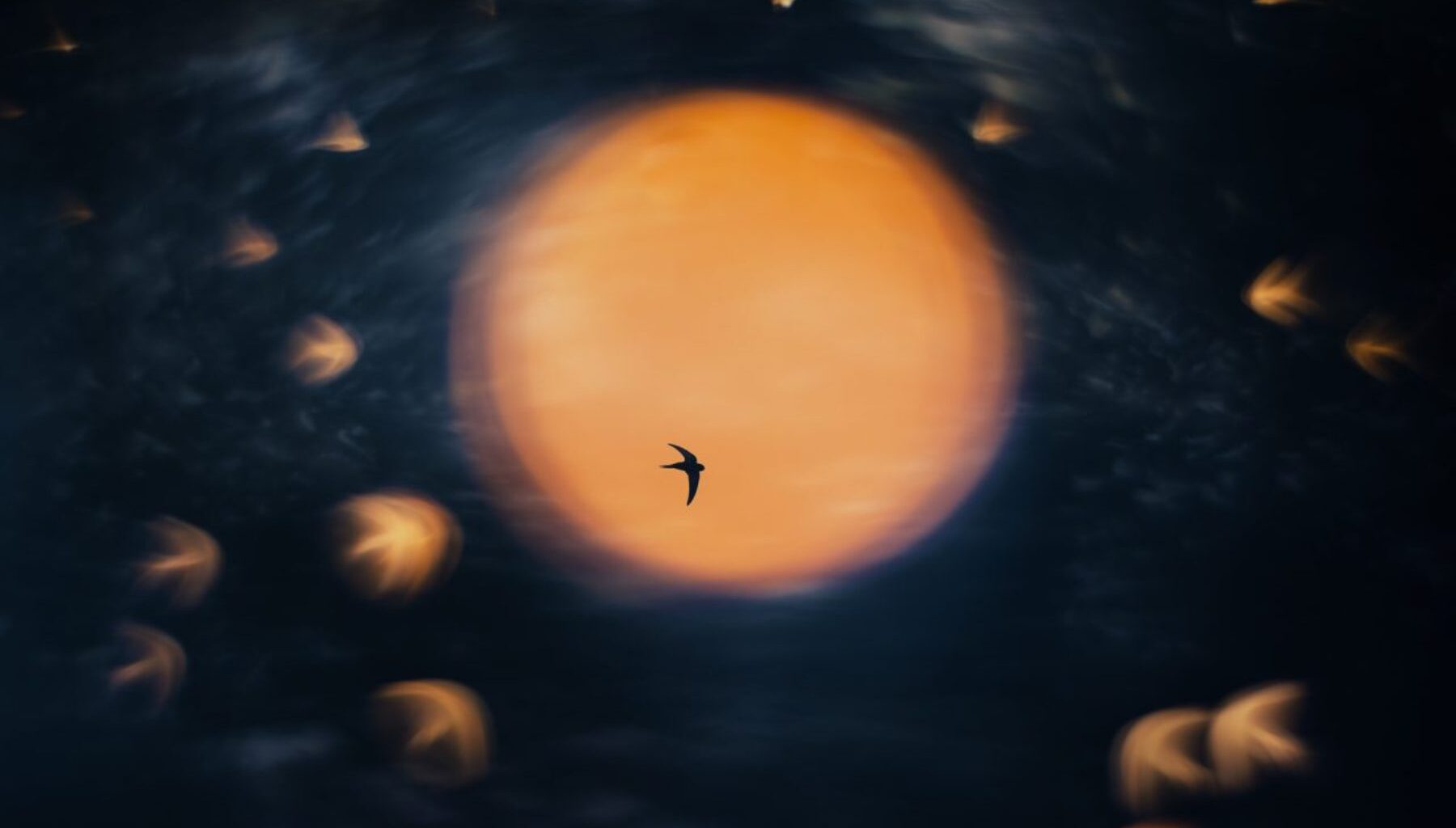 Pássaro voando contra o sol foi a imagem Fotógrafo de Natureza do Ano 2025