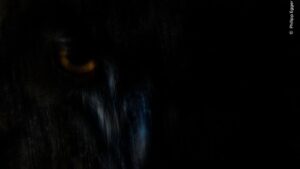 A imagem mostra o brilho dos olhos de uma coruja e foi uma das premiadas no concurso do Museu de História Natural de Londres