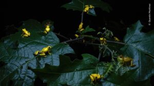 Pequenas pererecas em cima de folhas na Guina Francesa foi uma das imagens premiadas no concurso de fotos da natureza