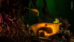 Ovos de um tubarão-baleia presos em uma alga marinha. A imagem foi premiada na categoria Oceanos do concurso de fotografia de vida selvagem