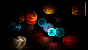 A silhueta de uma aranha em sua teia é destacada pelos faróis dos carros na Alemanha. A imagem foi premiada no concurso de fotos de natureza