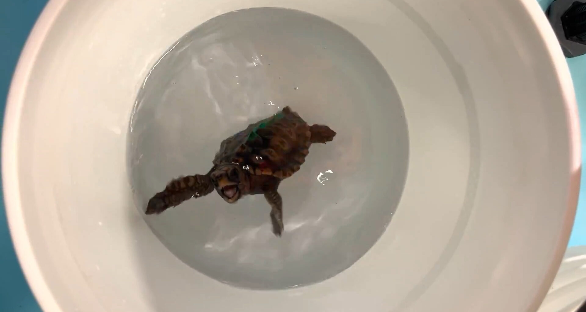 Tartaruguinhas “dançarinas” revelam como os campos magnéticos as ajudam a orientar-se (vídeo)