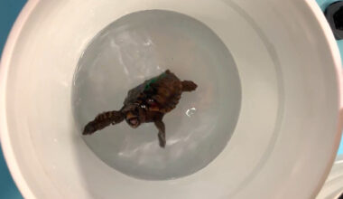 Tartaruguinhas “dançarinas” revelam como os campos magnéticos as ajudam a orientar-se (vídeo)