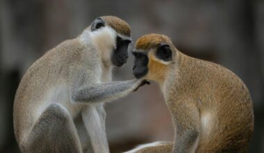 Jornal de Notícias Logo