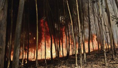 Jornal de Notícias Logo