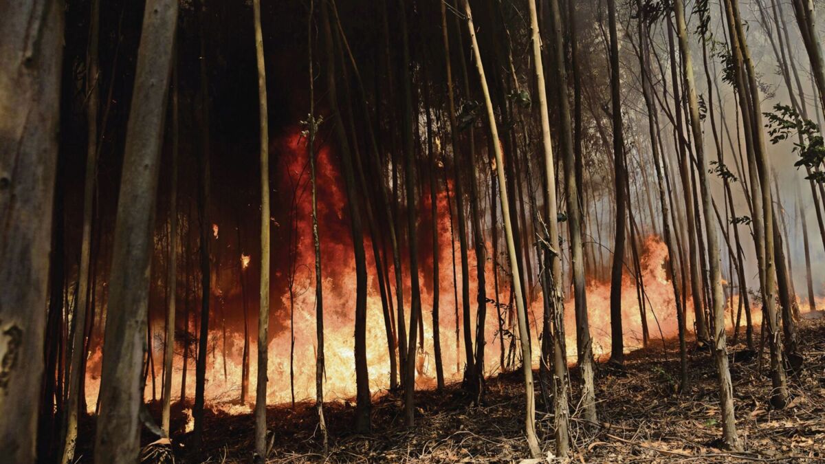 Jornal de Notícias Logo