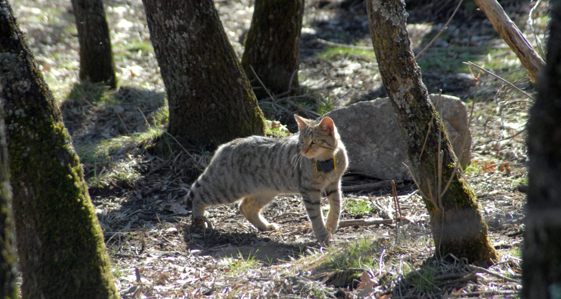 Gatos-bravos europeus podem voltar a Inglaterra ao fim de mais de um século