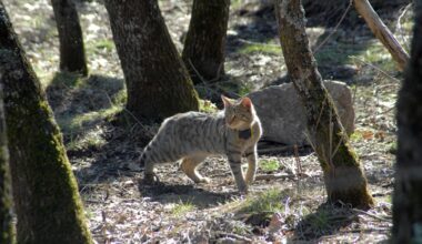 Gatos-bravos europeus podem voltar a Inglaterra ao fim de mais de um século