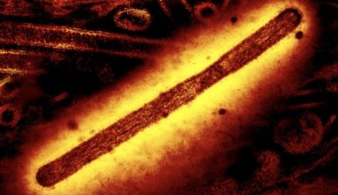 Registada nos EUA primeira morte no mundo causada pela estirpe H5N5 de gripe das aves