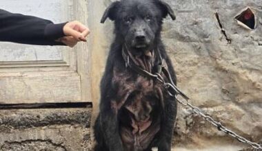 Voluntária agredida enquanto resgatava cães na Ponta do Sol