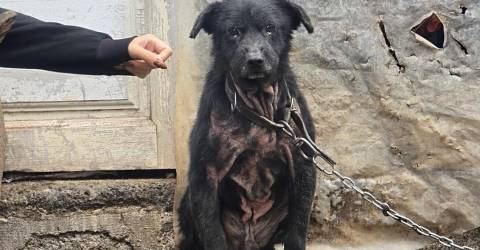 Voluntária agredida enquanto resgatava cães na Ponta do Sol