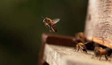 Abelhas mostram capacidade inédita de perceber o tempo em flashes de luz