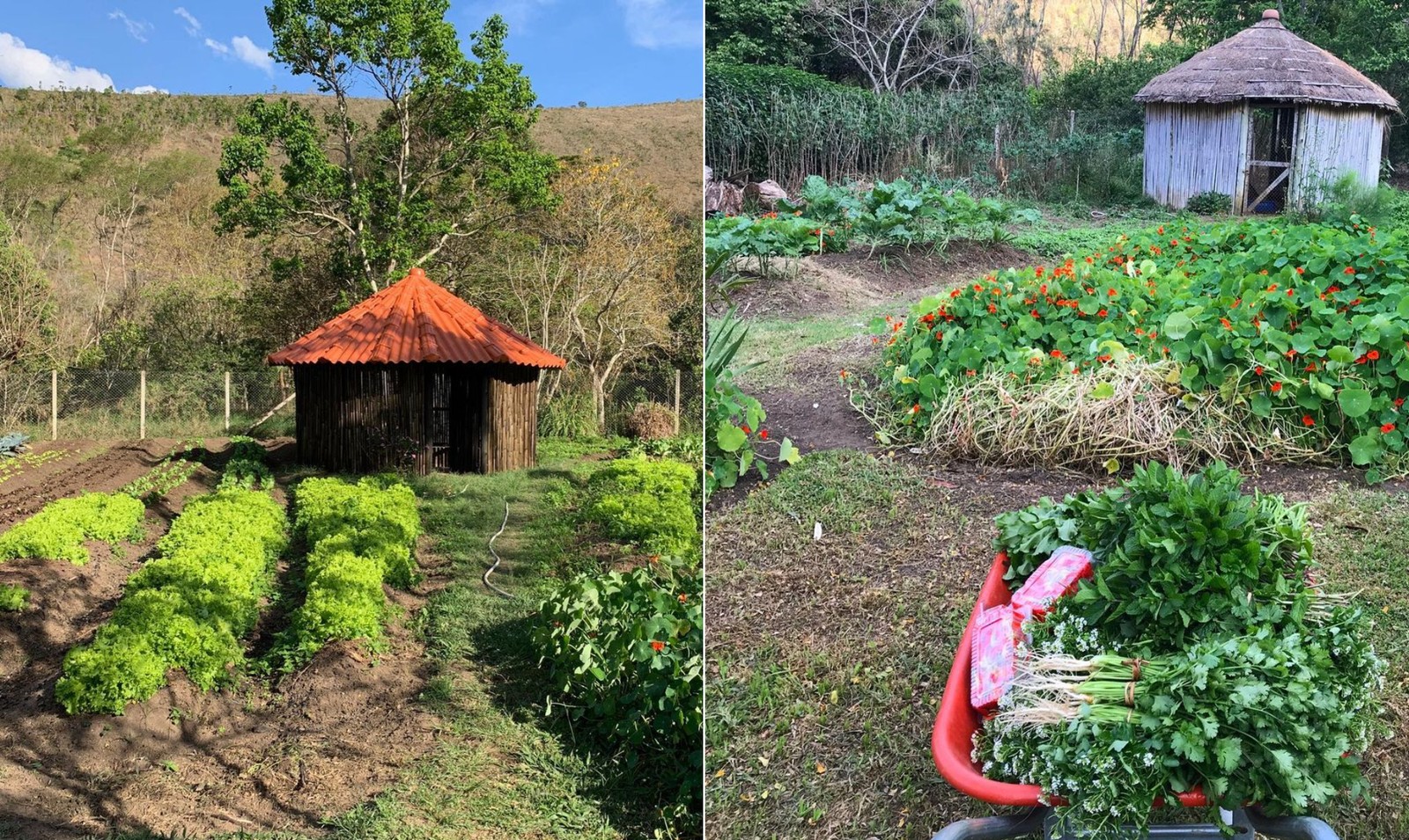 A fazenda tem também uma produção de hortaliças, como alface, pimentão, abobrinha, couve-flor e inhame. Em suas redes, o Vale das Palmeiras informa que não utliza agrotoxicos ou pesticidas, optando por fertilizantes naturais — Foto: Reprodução/Redes sociais