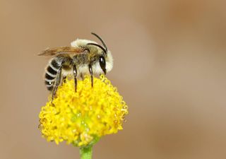 As abelhas são o garante da biodiversidade no planeta. Universidade de Coimbra lança “Guia de Polinizadores de Portugal”