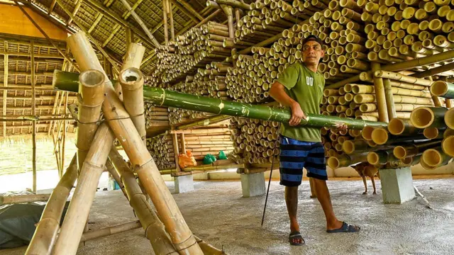 Trabalhador posiciona um caule de bambu verde em um galpão de um centro de tratamento de bambu, em meio a uma grande quantidade de caules
