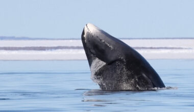 Baleia-da-Gronelândia