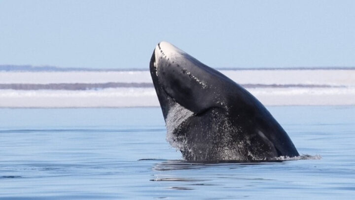 Baleia-da-Gronelândia