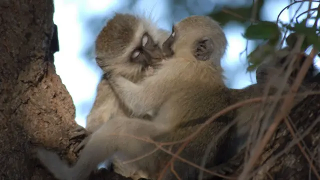 Dois macacos se beijando na boca.