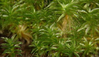 Musgo resiste a nove meses no vácuo espacial