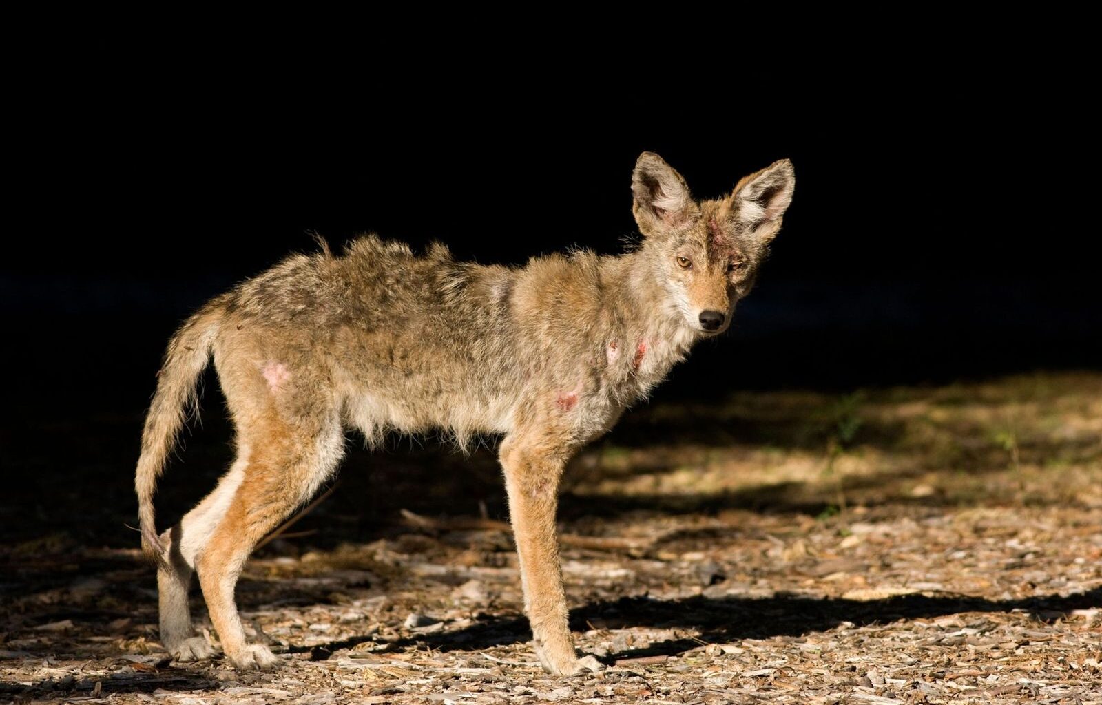 O chupacabra existe? Descubra como a evolução de um ácaro criou um monstro mítico | National Geographic