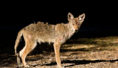 O chupacabra existe? Descubra como a evolução de um ácaro criou um monstro mítico | National Geographic