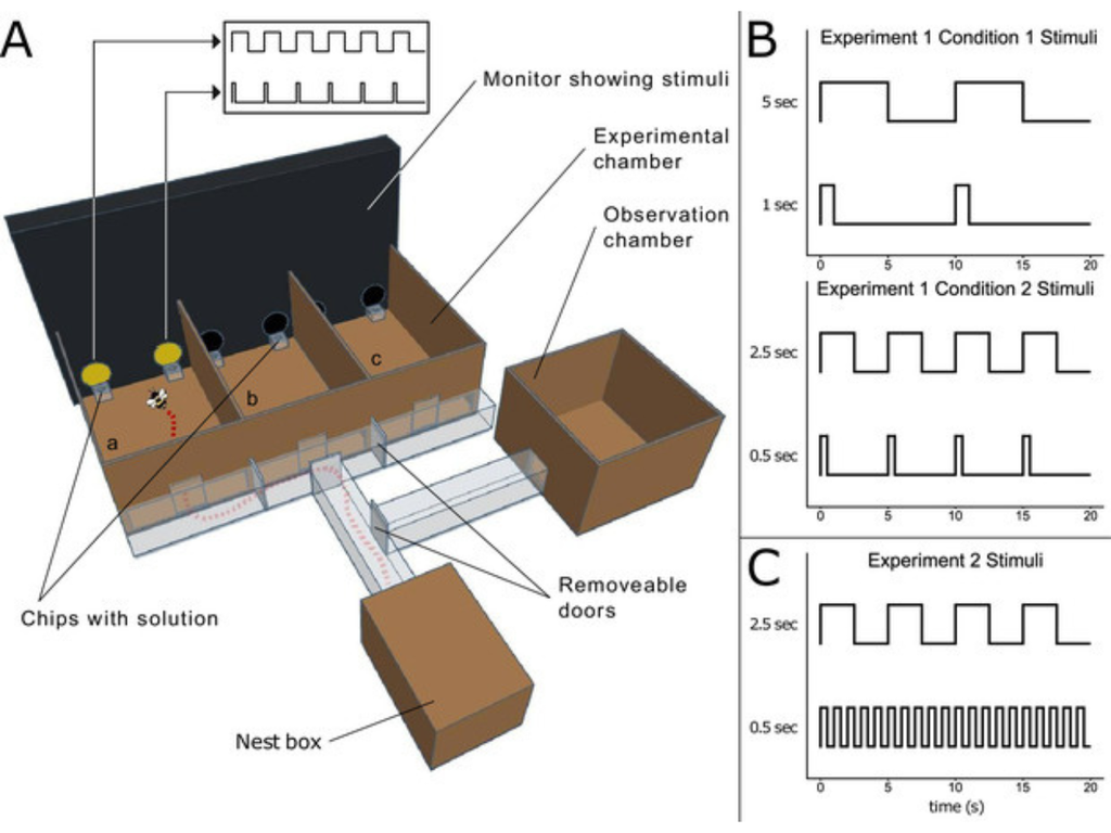 Labirinto utilizado para guiar as abelhas