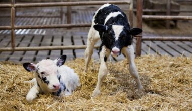 Sistema reduz mortalidade de bezerras e muda o padrão da pecuária leiteira mineira — CompreRural
