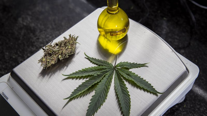 Estudo investiga o potencial de microdoses de cannabis no tratamento de Alzheimer em idosos