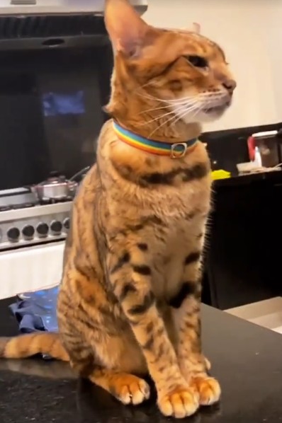 O gato da raça Bengal com o fogão atrás — Foto: reprodução