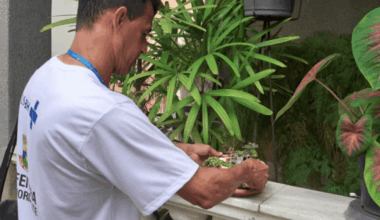 larvas do Aedes aegypti em 0,6% dos imóveis