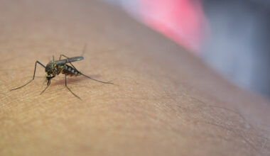 Vírus do Nilo é identificado pela 1ª vez na Amazônia