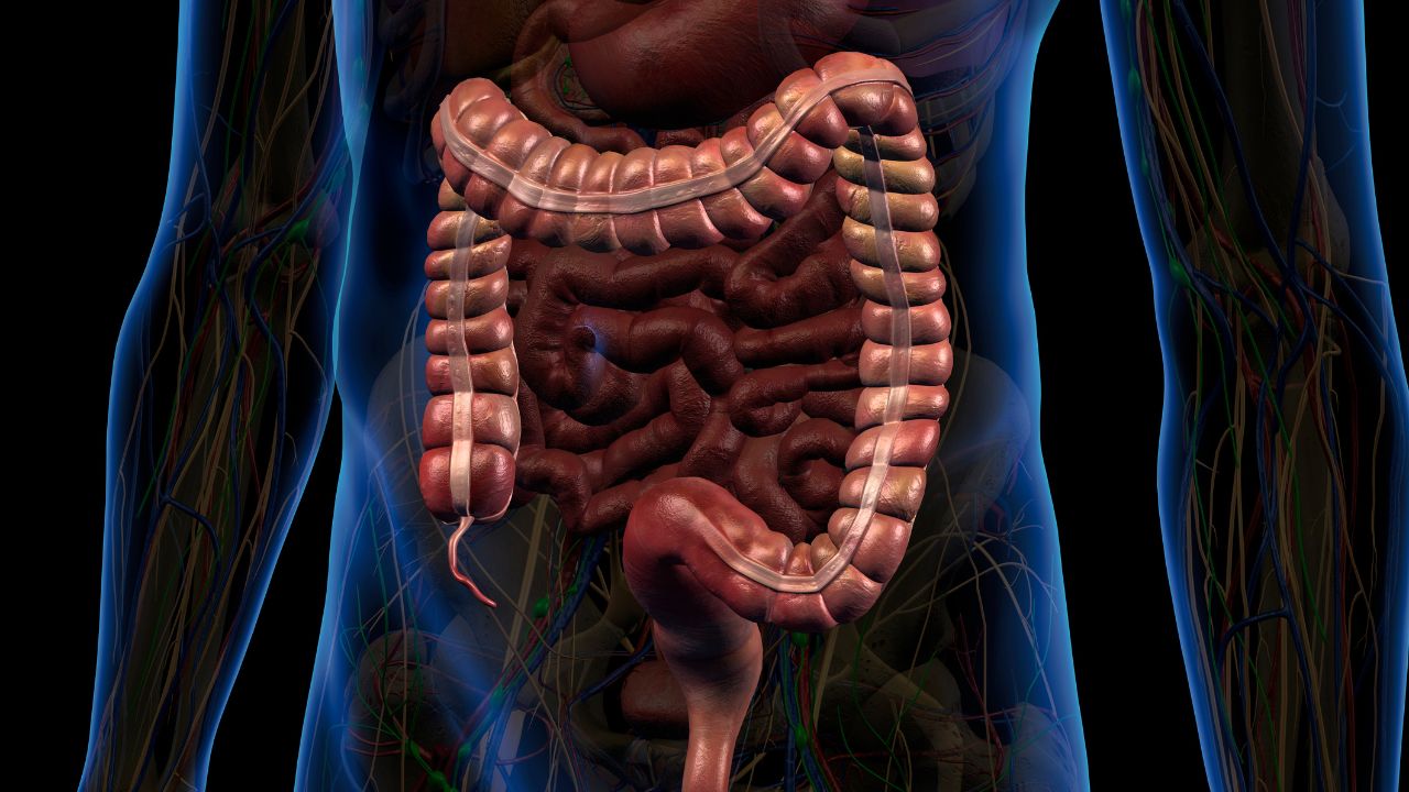 Vitamina B12 é absorvida pelo intestino