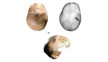 Com 140 mil anos, menino pode ser híbrido mais antigo de Homo sapiens e neandertais