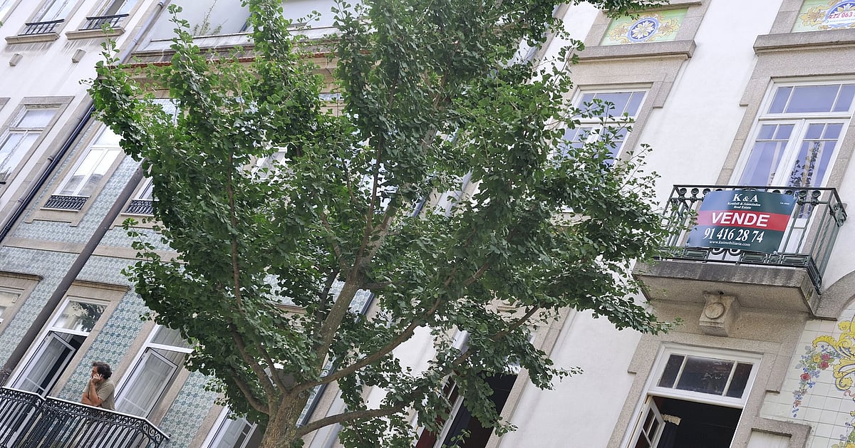 Preço das Casas 154 Mil Euros Acima da Procura