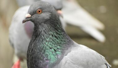 Pombos detetam campos magnéticos através do ouvido interno