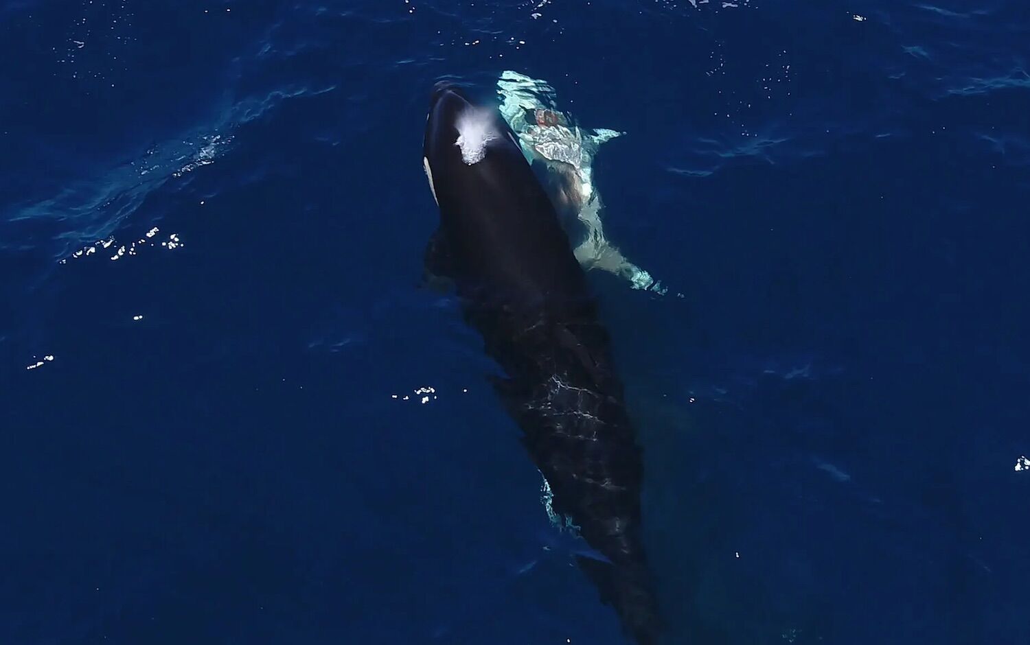 Orcas filmadas a caçar um jovem tubarão (e a comer-lhe o fígado) com técnica nunca vista