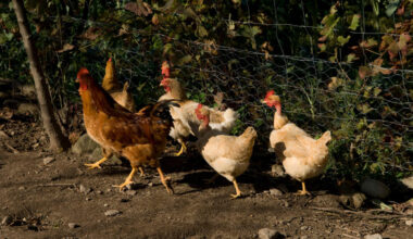 Jornal de Notícias Logo